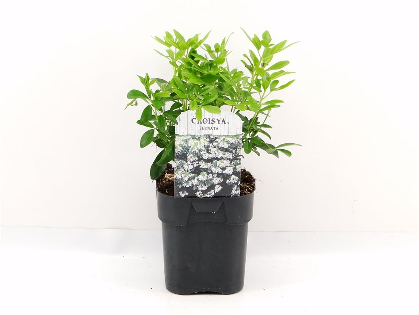 Choisya ternata - C2